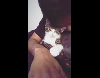 Guy kitten cat paw on black remote 