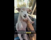 White puppy gets whipped cream on face 
