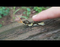 Caterpillar on wood show horns when poked