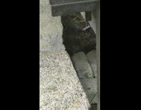 Three grey kittens huddle hide together litter 
