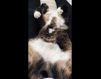 Cat sleeps between legs of girl couch