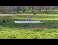 2 guys practice sumo wrestling 