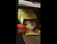 Kitten plays goes inside the snack box
