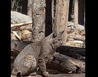 Guy tried to approach bobcat on logs