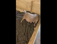 Dog gives birth oh hell no 