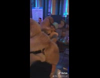 Ladies hold dance with golden retriever dogs 