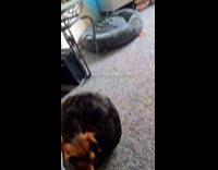 Brown dog spin around chase own tail