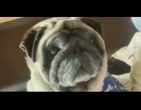 Pug dog wearing blue shirt sits bed 