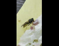 Wild wasp eats the meat on the table