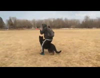 Guy rides german shepherd dog like horse