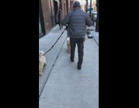 Grey jacket guy walks two brown dogs 