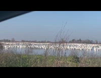 Flock of white ducks moves on lake