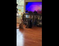 Four cats watch daily dose on TV