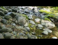 Woman carefully walks over rocks and falls into rocky river after friend screams shark