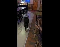 Collab BitchMP - Dog bar tip