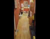 Black white cat fetch green paintbrush 