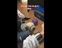 Collab BitchMP - Dog cupcake follow blind