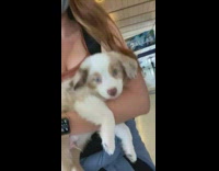 Girl carries brown puppy dog through airport