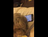 Dog tries to chase spider on phone