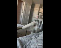 White golden retriever dog runs jumps couch