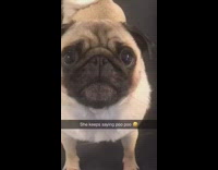 BitchMP - Pug dog barking poo poo