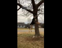 Dog misses reaching for ring falls face first