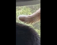 Collab Clips MPUGC - Orange cat hissed at tail touching cats fur