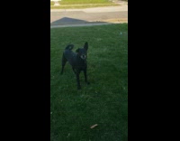 Black dog play fetch stick grass woman