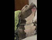 Grey white dog howling voice changer 