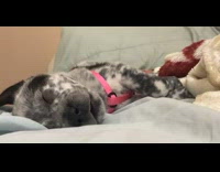 Dog mouths or eats during sleep