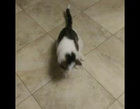 Cow colored cat tries to remove paper from head 