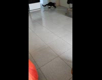 Cat fetches things thrown by its owner