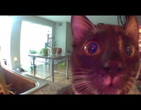 Collab Clips mpugc - Black cat staring into home camera