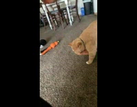 Pet cat carries its favorite carrot toy