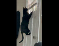 Pet cat hangs on the door and peeked on the glass