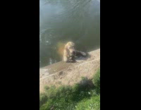 Collab Clips mpugc - Dog swimming with duck in mouth