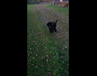 Dog with stick run around the yard