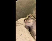 Guy grey cat stare at each other 