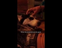 Dog gets sleepy when head gets scratched