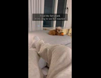 Collab ClipsIG - Man Pranks Dog and Snarls Back at Him