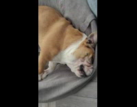 Bulldog on bean bag squirm for pets