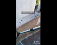 Stray cat on roof grabber food bowl 