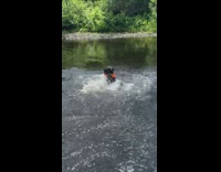 Collab Clips mpugc - Black dog splashing water in river in red life jacket vest