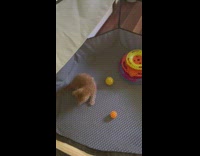 Kitten Plays with its Toy Ball inside its Enclosure