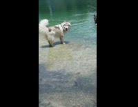 Grey white husky dog stands in water