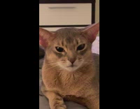 Cat stares at camera on bed 