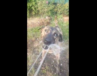 Blind dog eat water sprayed at her