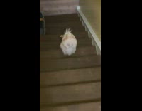 Collab BitchMP - Dog runs down stairs on front legs
