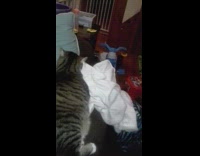 Cat loves jacket rolls around on it 