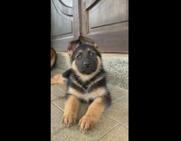 German shepherd dog puppy lay front door 
